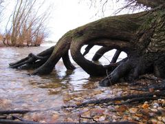 am Niederrhein