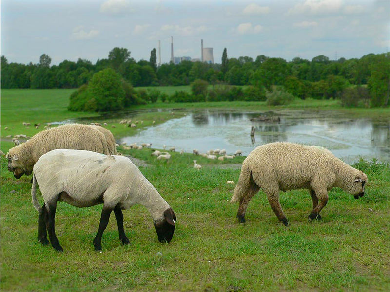 am Niederrhein