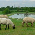 am Niederrhein