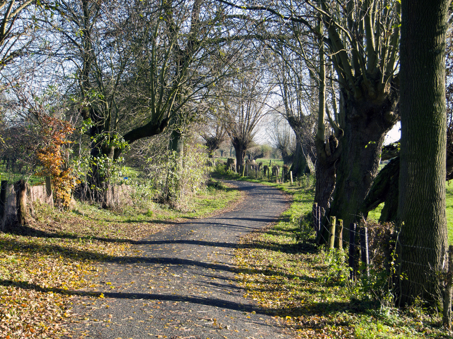 Am Niederrhein im November