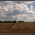 Am Niederrhein: Spargel-Zeit