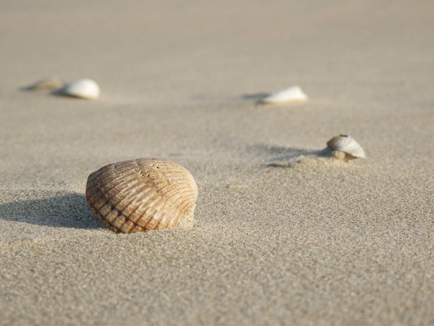 am Nordseestrand