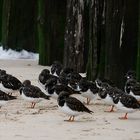 Am Nordseestrand bei Domburg (NL, Zeeland) hat sich ein Trupp Steinwälzer niedergelassen...