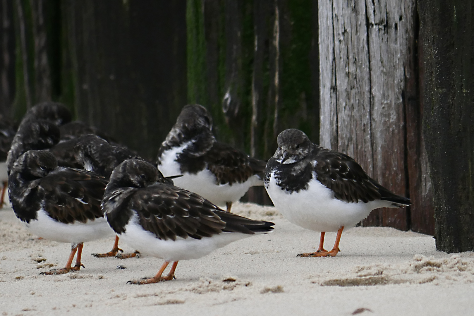 Am Nordseestrand bei Domburg (NL, Zeeland) hat sich ein Trupp Steinwälzer niedergelassen.