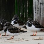 Am Nordseestrand bei Domburg (NL, Zeeland) hat sich ein Trupp Steinwälzer niedergelassen.