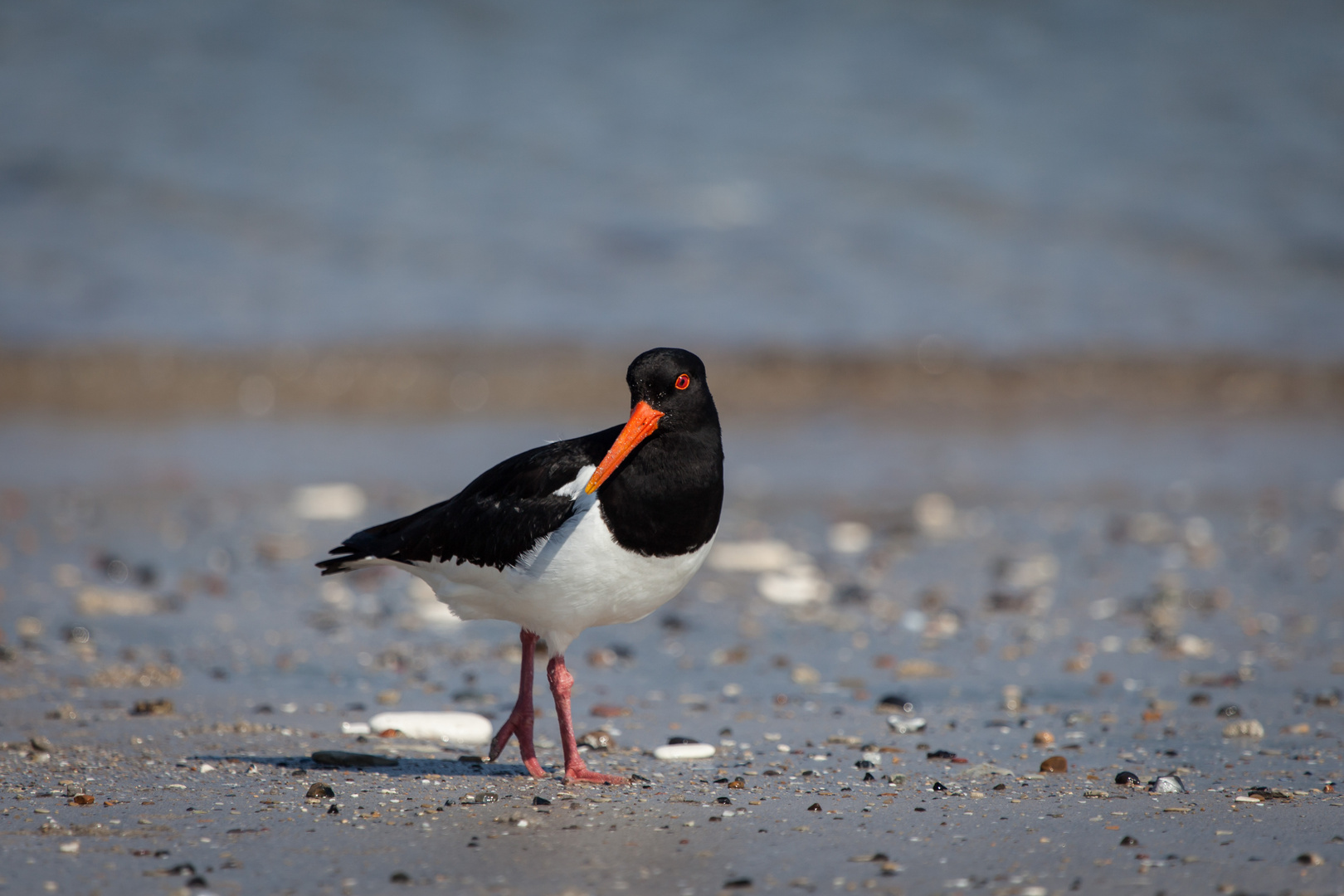 Am Nordseestrand_6