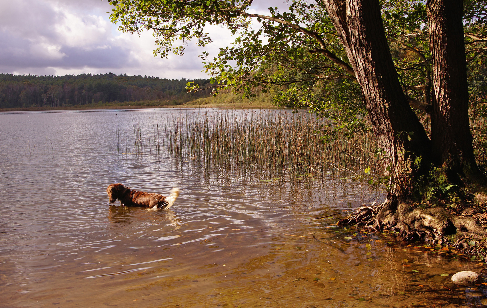 Am Oberen See bei Sternberg...