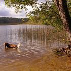 Am Oberen See bei Sternberg...