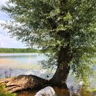 Am Oberpfuhlsee bei Lychen