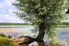 Am Oberpfuhlsee bei Lychen