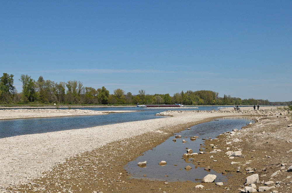 Am Oberrhein: Regulierungsfolgen und Renaturierungs – Hoffnungen 02