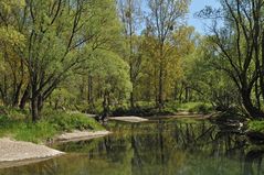 Am Oberrhein: Regulierungsfolgen und Renaturierungs – Hoffnungen 03