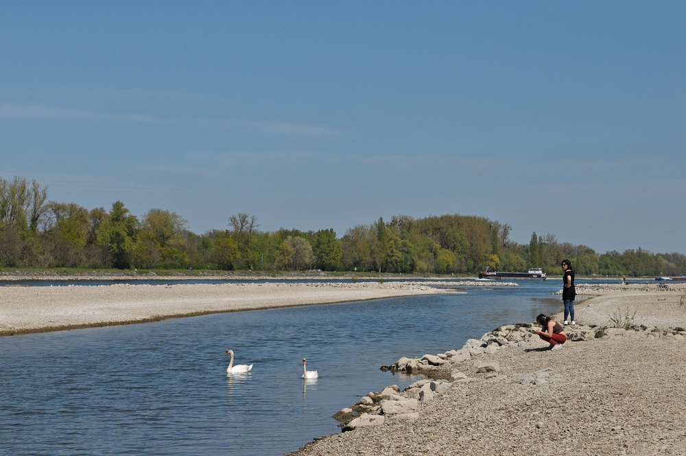 Am Oberrhein: Regulierungsfolgen und Renaturierungs – Hoffnungen 13