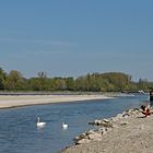 Am Oberrhein: Regulierungsfolgen und Renaturierungs – Hoffnungen 13