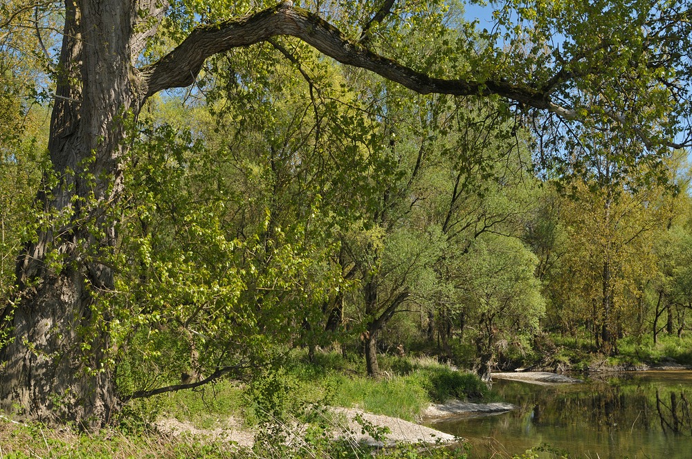 Am Oberrhein: Regulierungsfolgen und Renaturierungs – Hoffnungen 14