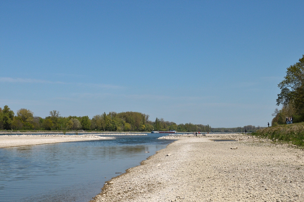 Am Oberrhein: Regulierungsfolgen und Renaturierungs – Hoffnungen 15