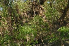 Am Oberrhein: Regulierungsfolgen und Renaturierungs – Hoffnungen 16