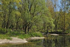 Am Oberrhein: Regulierungsfolgen und Renaturierungs – Hoffnungen 17