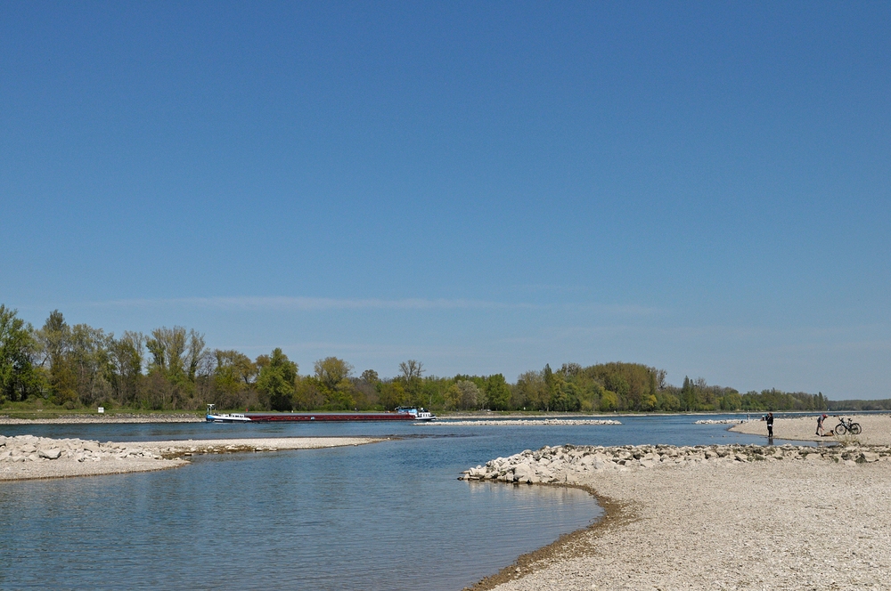 Am Oberrhein: Regulierungsfolgen und Renaturierungs – Hoffnungen 18