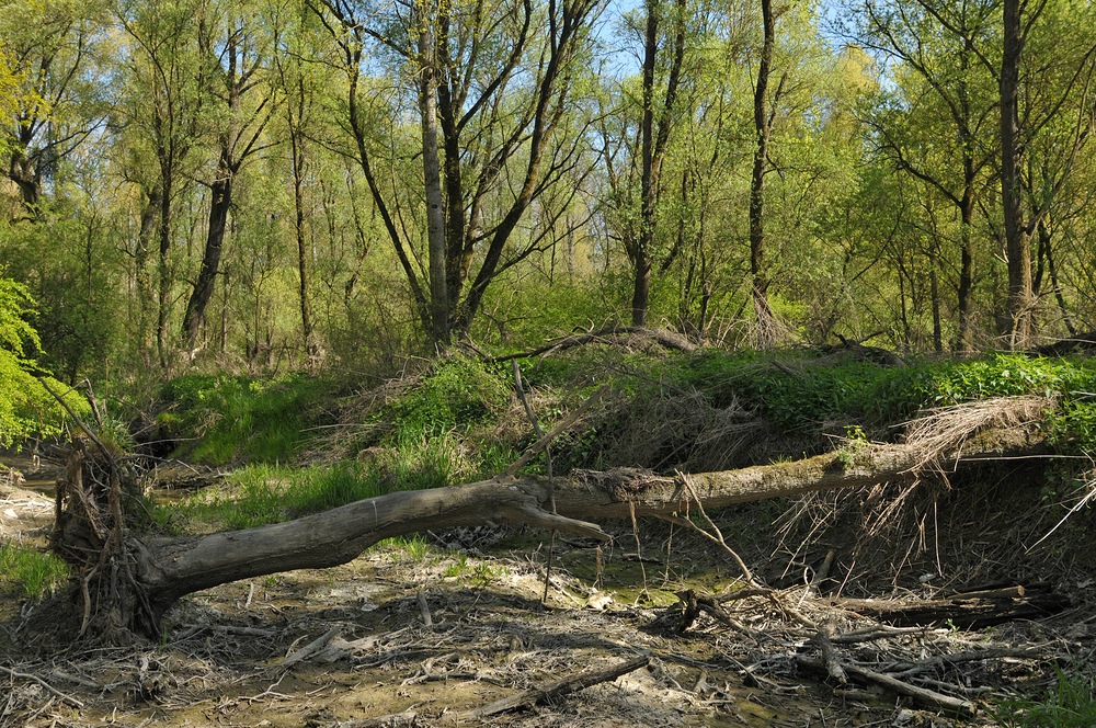 Am Oberrhein: Regulierungsfolgen und Renaturierungs – Hoffnungen 20