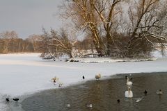 Am Obersee VIII