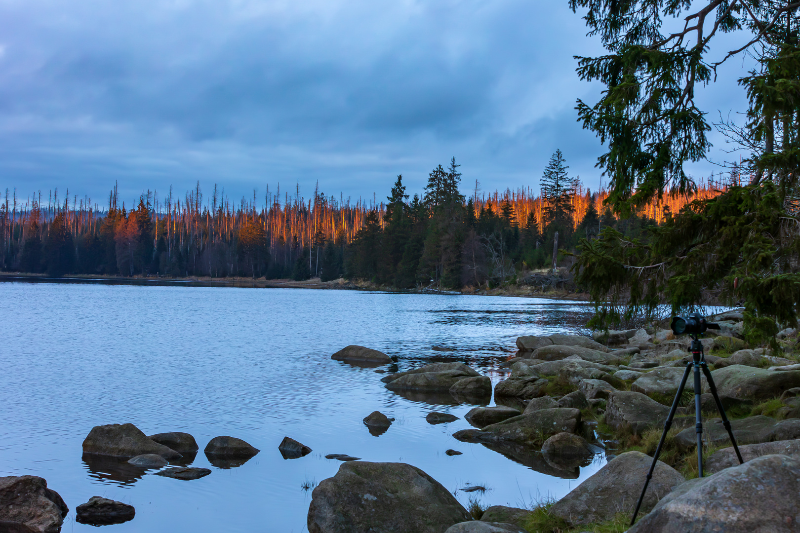 Am Oderteich im Abendlicht