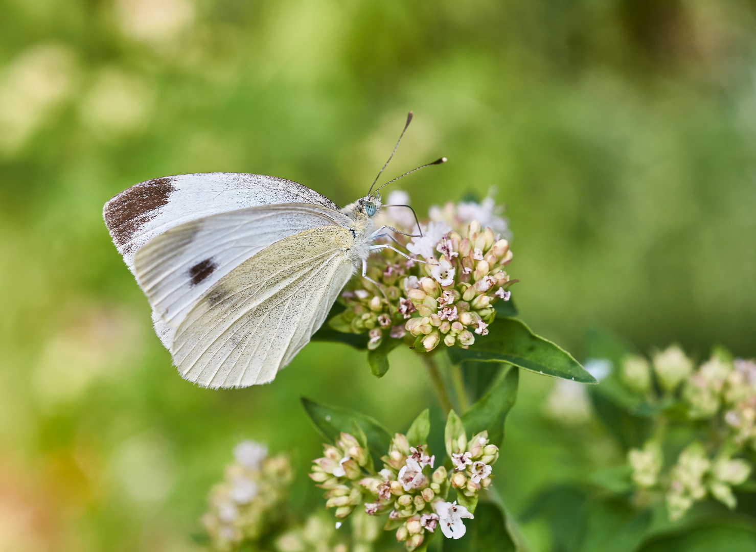 Am Oregano im Garten...