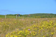 Am Ost Deich Insel Hiddensee 