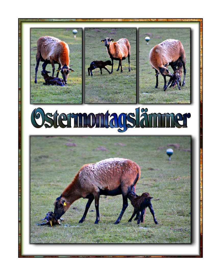 Am Ostermontag geborene Zwillingslämmer