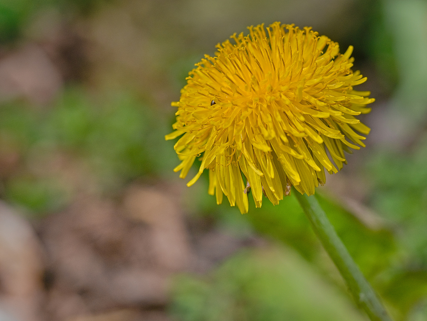 Am Ostersonntag auf dem Friedhof