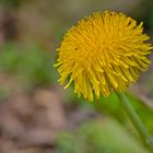 Am Ostersonntag auf dem Friedhof