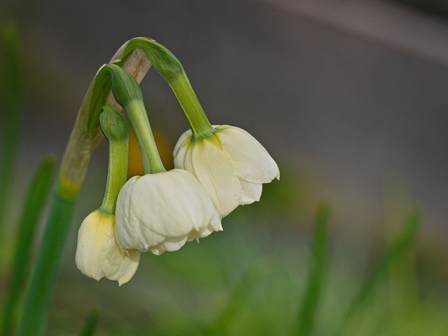 Am Ostersonntag auf dem Friedhof