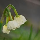 Am Ostersonntag auf dem Friedhof