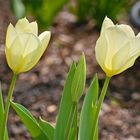 Am Ostersonntag auf dem Friedhof