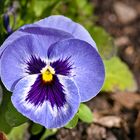 Am Ostersonntag auf dem Friedhof