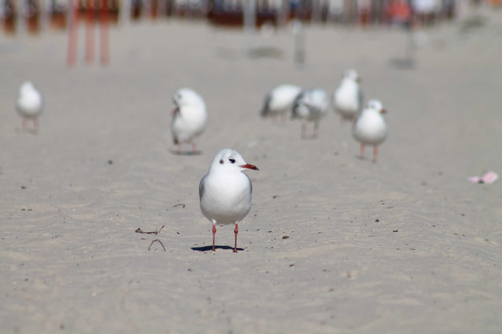 Am Ostseestrand