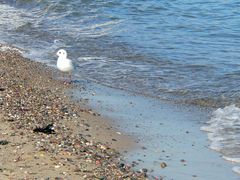 am Ostseestrand