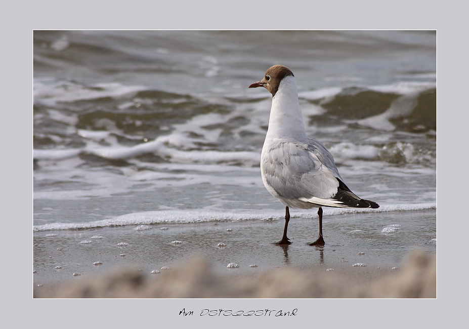 Am Ostseestrand