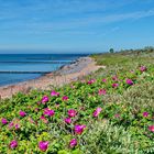 Am Ostseestrand