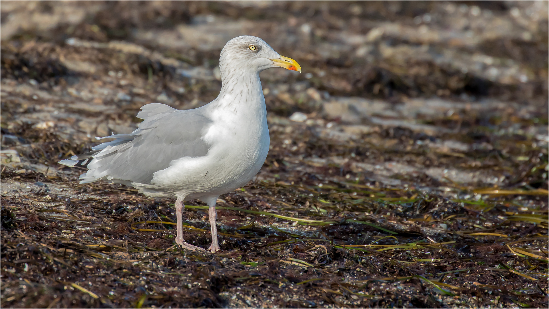 am Ostseeufer mit Blick auf´s Meer  .....