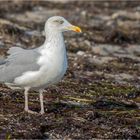 am Ostseeufer mit Blick auf´s Meer  .....