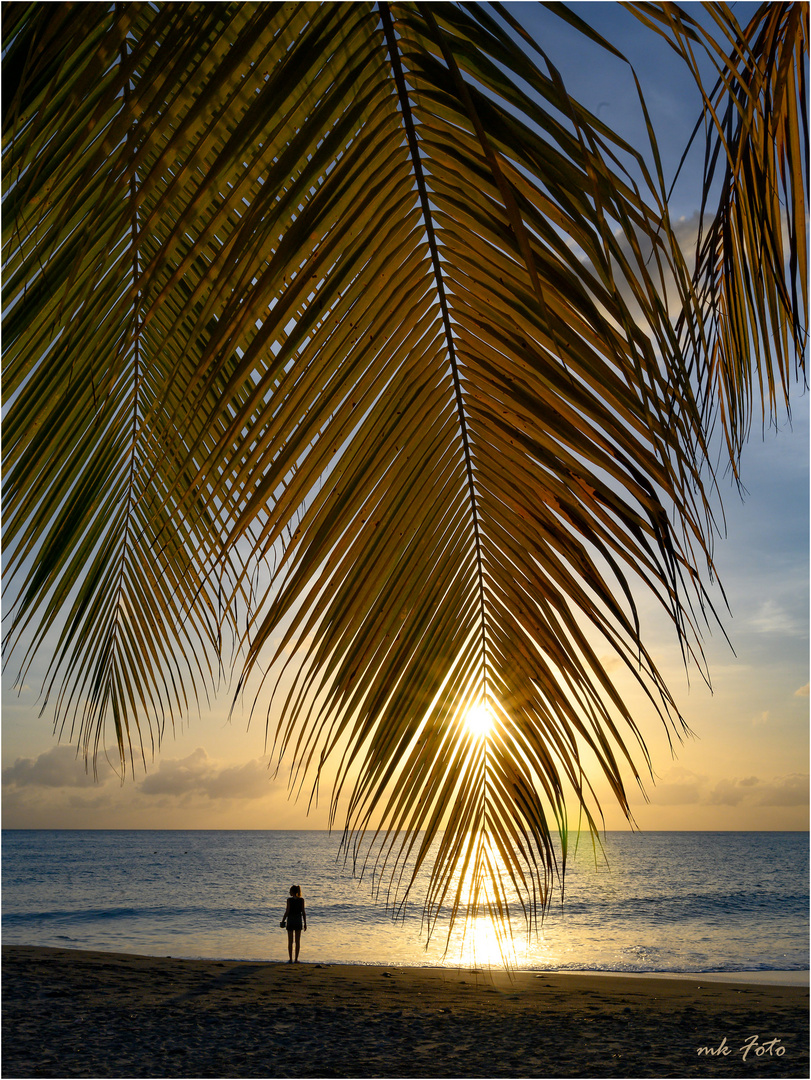 Am Palmenstrand auf Dominica