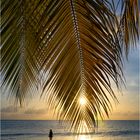 Am Palmenstrand auf Dominica