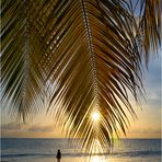 Am Palmenstrand auf Dominica
