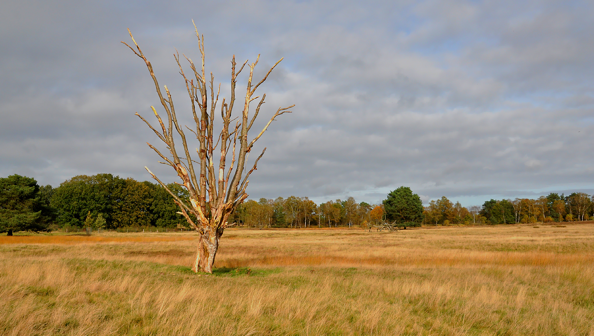 Am Pietzmoor 