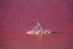 Am pink lake