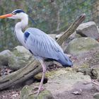 Am Plankendaelpark in Belgien