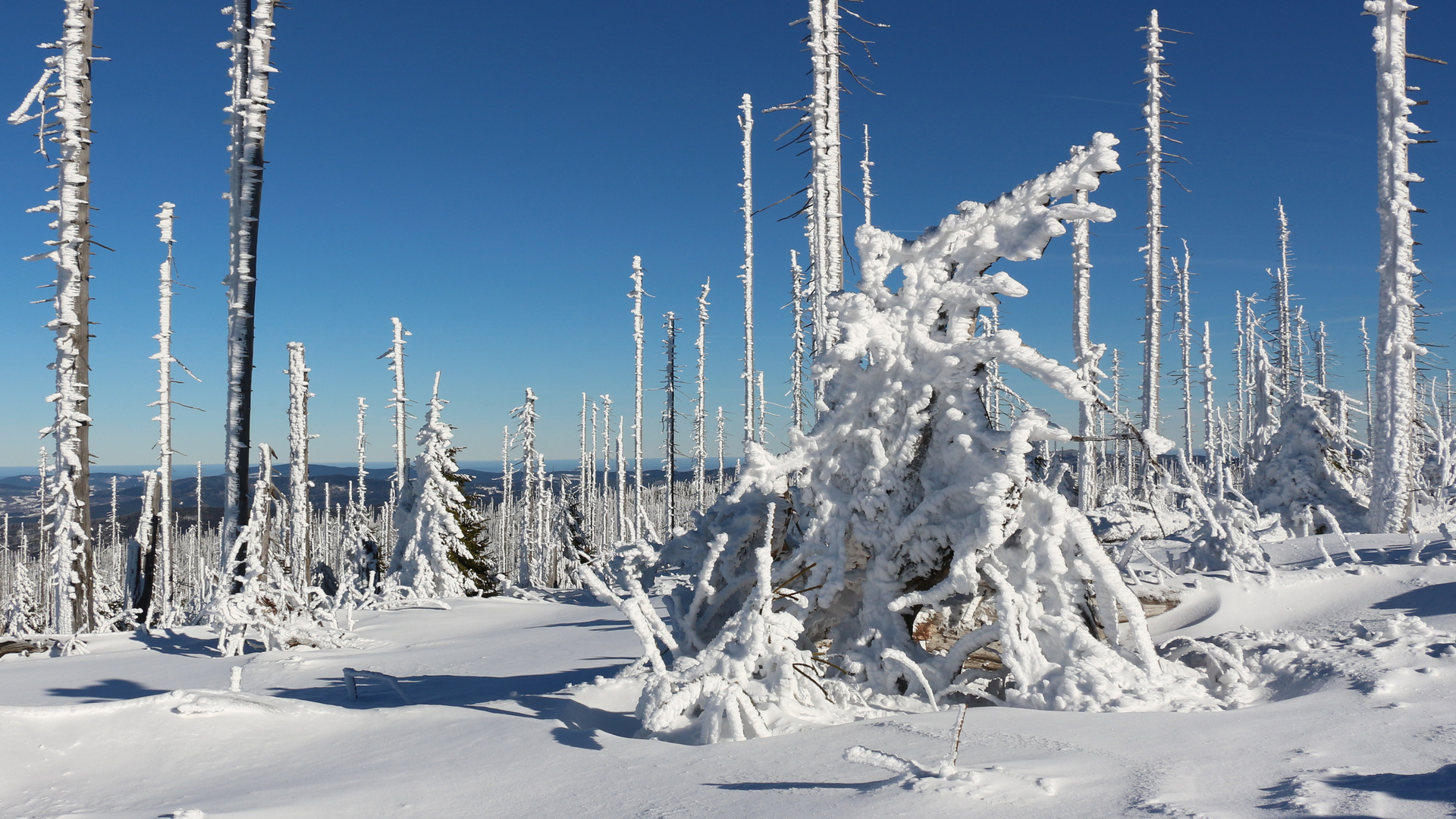 Am Plöckenstein im Böhmerwald