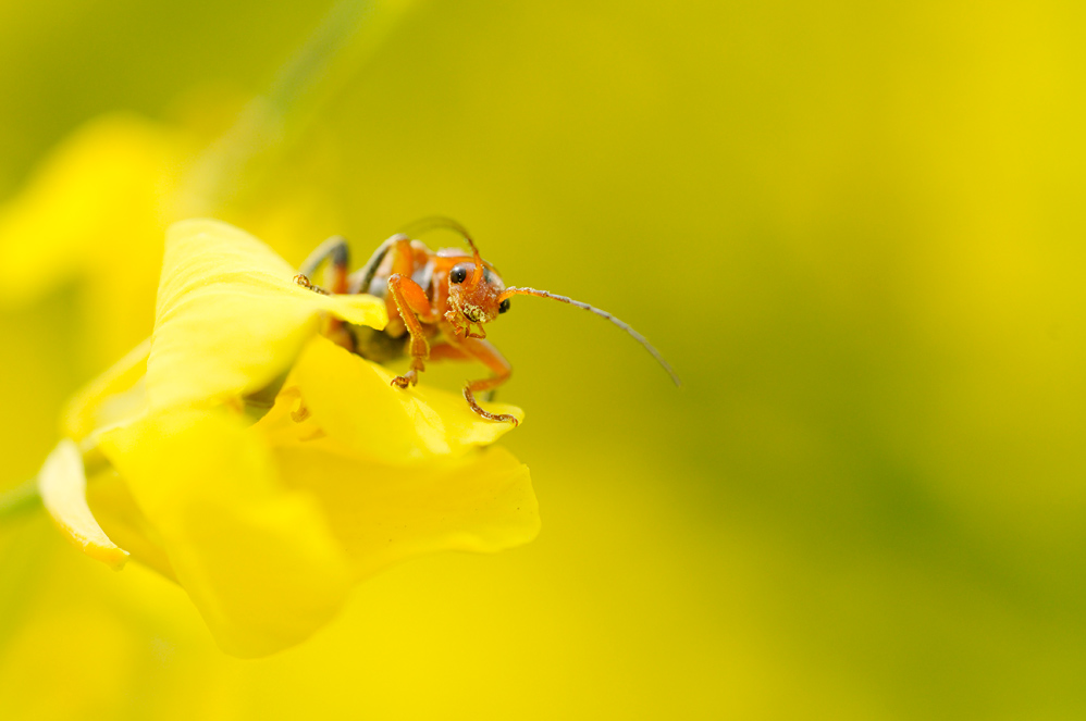 Am Pollen genascht