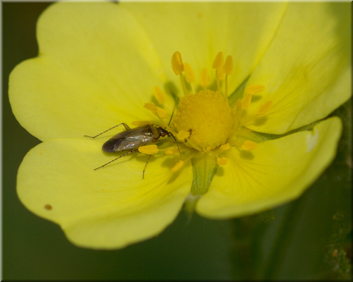 Am Pollen naschen !